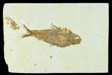 Bargain Fossil Fish (Knightia) - Green River Formation #133953-1